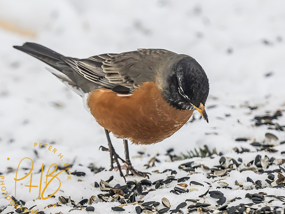 Indiana Birds and Wildlife 2025 0804-Edit