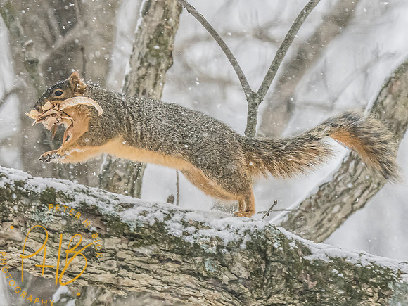 Indiana Birds and Wildlife 2025 0506-Edit