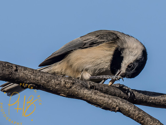Indiana Birds and Wildlife 2024 1857-Edit