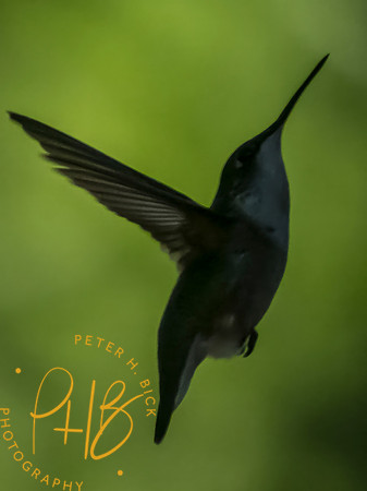 Indiana Birds and Wildlife 2025 8050-Edit