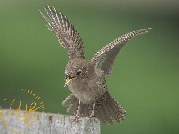 Indiana Birds and Wildlife 2025 6377-Edit-Edit