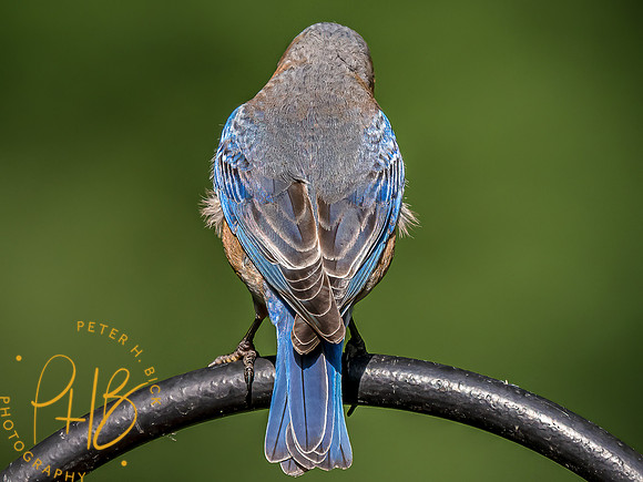 -Indiana Birds and Wildlife 2022 6171-Edit-Edit