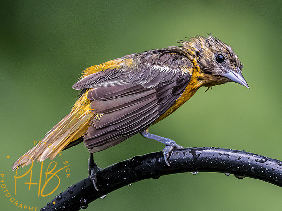 -Indiana Birds and Wildlife 2022 6017-Edit-Edit