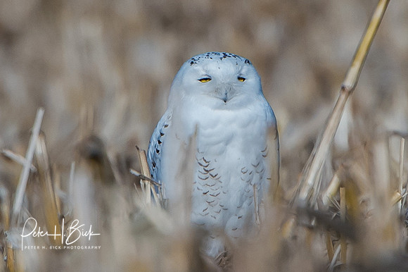 Snowy Owl 2014 0117