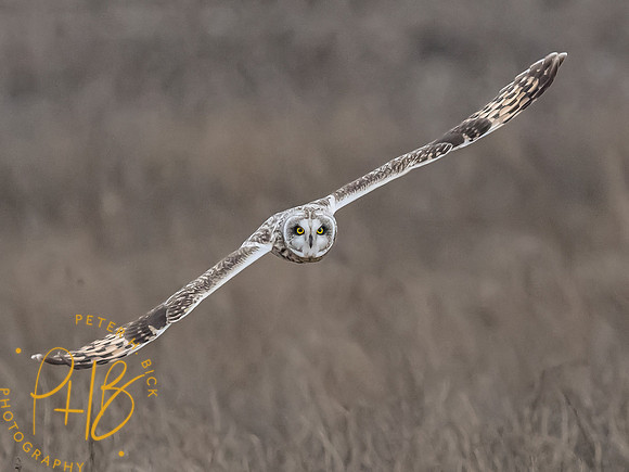 Indiana Birds and Wildlife 2024 1633-Edit