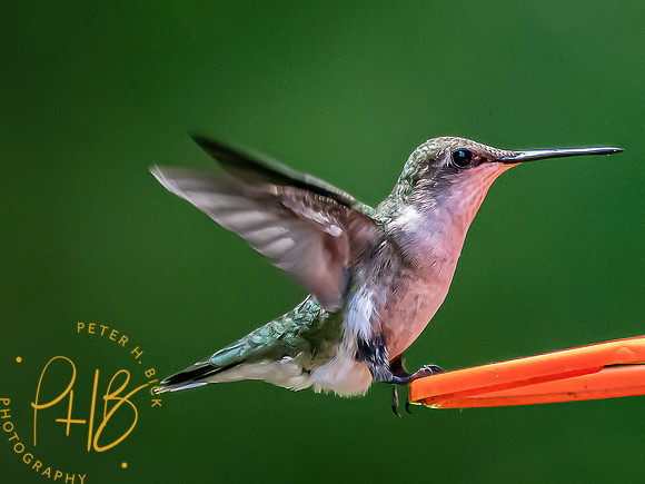 -Indiana Birds and Wildlife 2022 6225-Edit-Edit