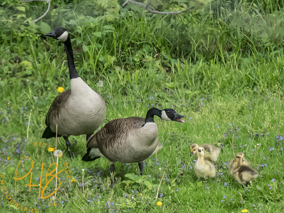 Indiana Birds and Wildlife 2025 4561-Edit