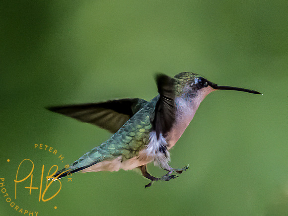 -Indiana Birds and Wildlife 2022 6236-Edit-Edit