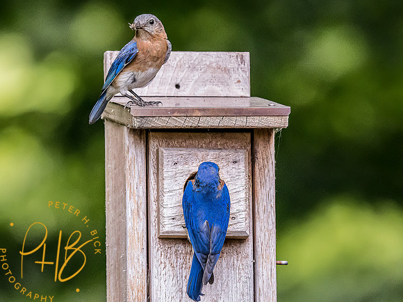 -Indiana Birds and Wildlife 2022 6762-Edit-Edit