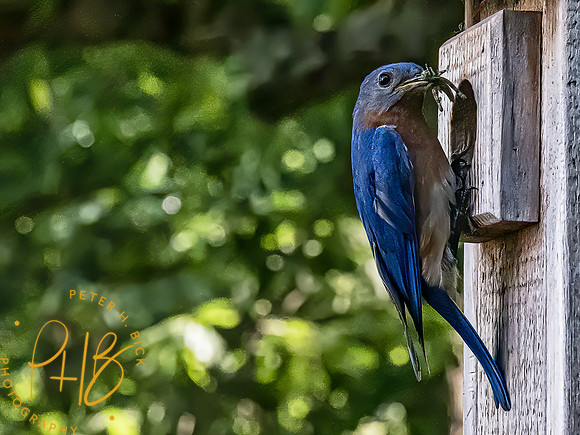 -Indiana Birds 2020 13222-Edit-Edit