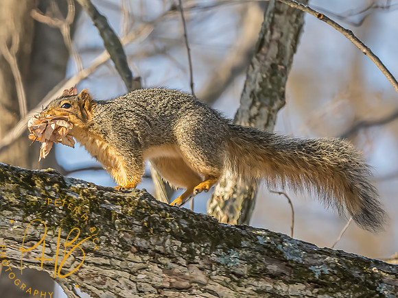 Indiana Birds and Wildlife 2025 0291-Edit