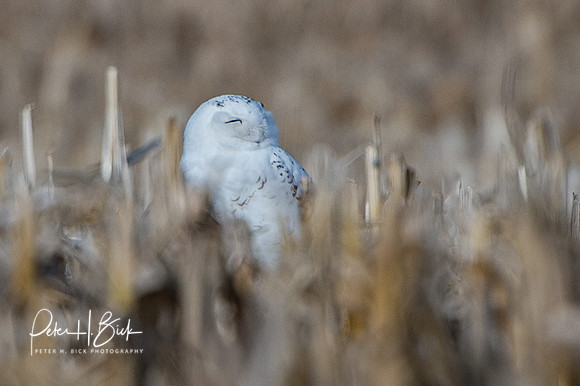 Snowy Owl 2014 0010