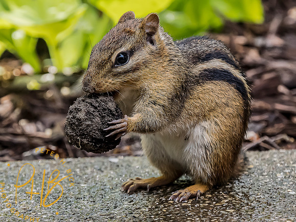 -Indiana Birds and Wildlife 2022 6042-Edit-Edit