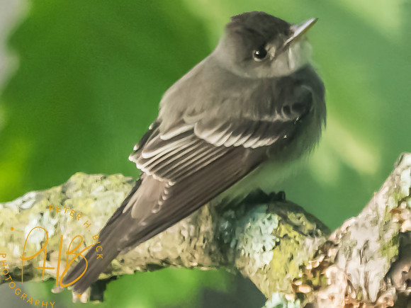 Indiana Birds and Wildlife 2025 6471-Edit