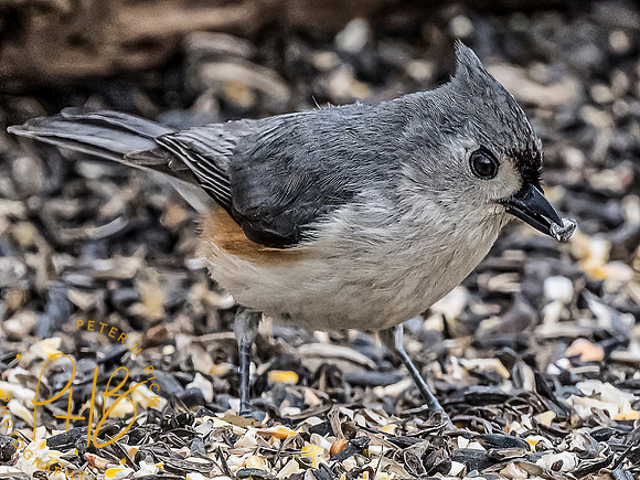 -Indiana Birds and Wildlife 2022 3272-Edit-Edit