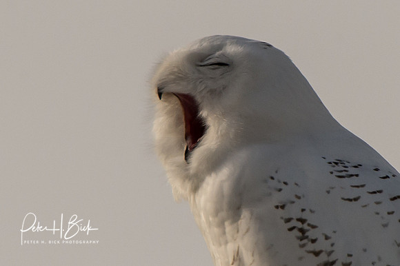 Snowy Owl 2014 0288