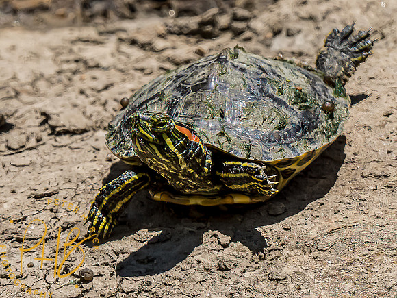 -Indiana Birds and Wildlife 2022 6526-Edit-Edit