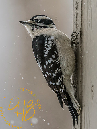Indiana Birds and Wildlife 2025 0484-Edit