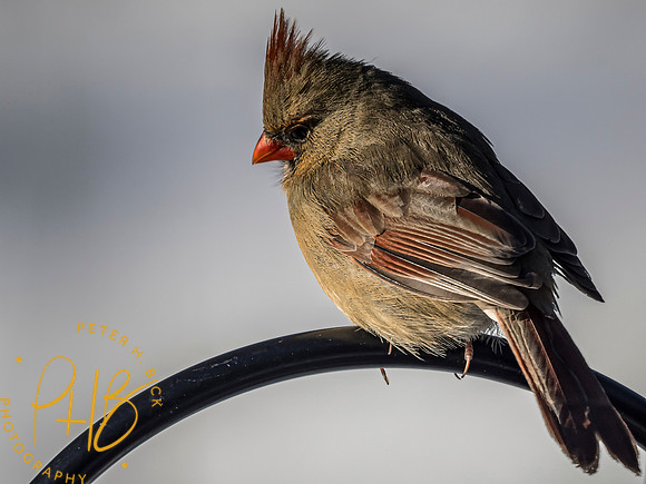 Indiana Birds and Wildlife 2025 0632-Edit