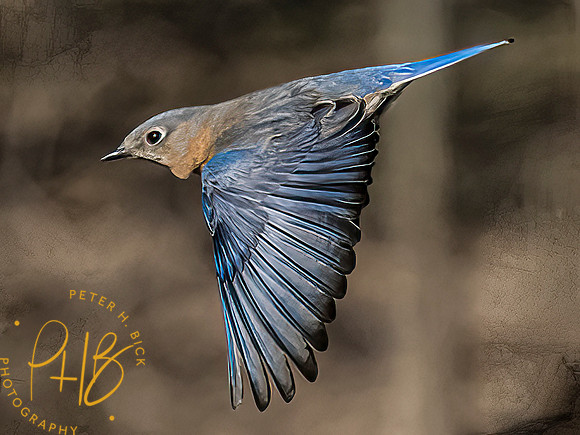 -Indiana Birds and Wildlife 2022 3364-Edit-Edit