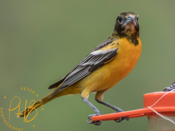Indiana Birds and Wildlife 2025 4573-Edit