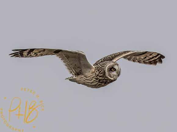 Indiana Birds and Wildlife 2024 1561-Edit