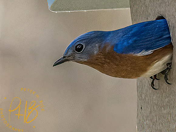 -Indiana Birds and Wildlife 2022 3223-Edit-Edit