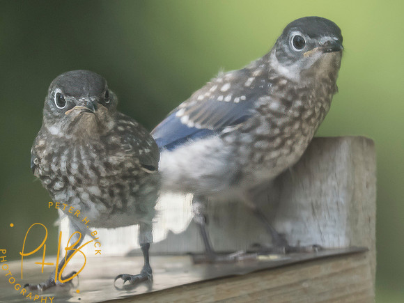 Indiana Birds and Wildlife 2025 7850-Edit