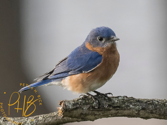 Indiana Birds and Wildlife 2025 4172-Edit