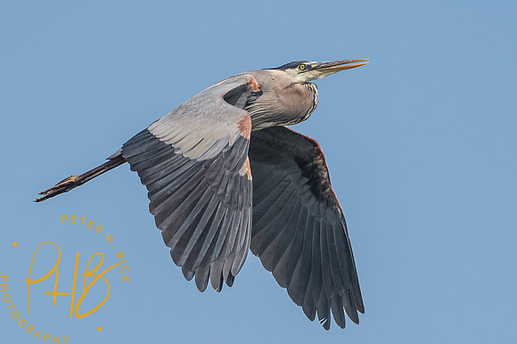 2014 Eagle Creek Birds 0004