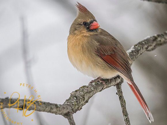 Indiana Birds and Wildlife 2025 0102-Edit