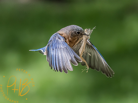 -Indiana Birds and Wildlife 2022 4956-Edit-Edit