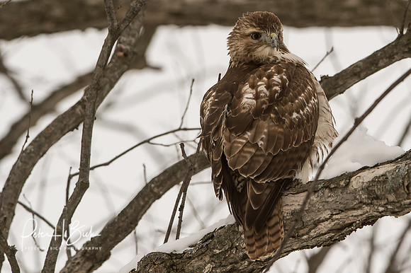 Zionsville Birds 2015 0181