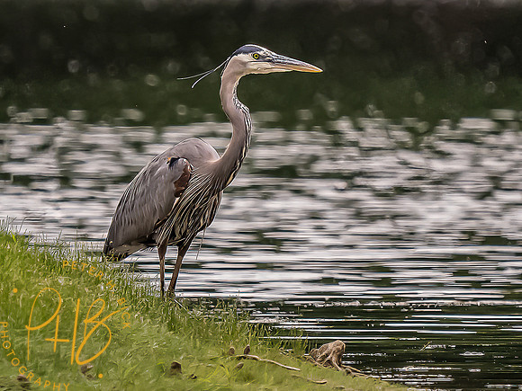 -Indiana Birds and Wildlife 2022 5957-Edit-Edit