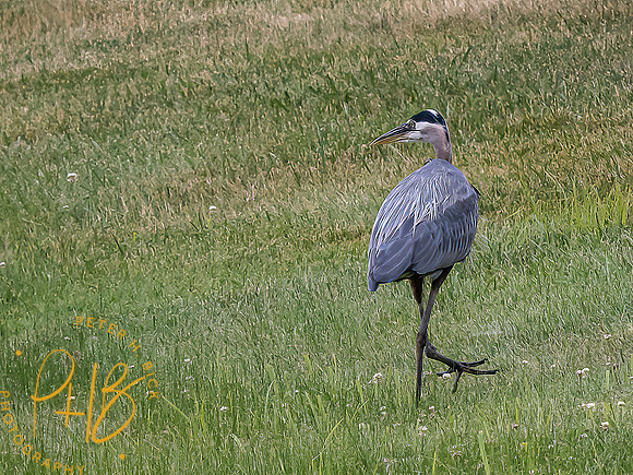 -Indiana Birds and Wildlife 2022 7064-Edit-Edit