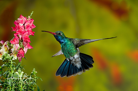 Broad-Billed Hummingbird 1349-Edit