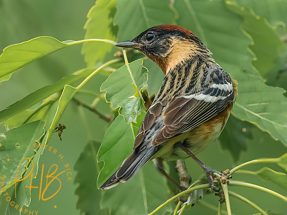 Indiana Birds and Wildlife 2025 6414-Edit-Edit