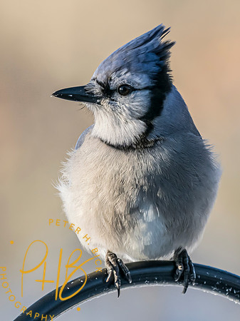 Indiana Birds and Wildlife 2025 0277-Edit