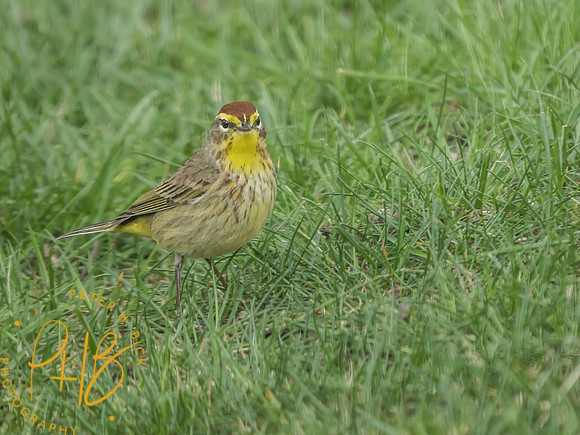 Indiana Birds and Wildlife 2025 4408-Edit