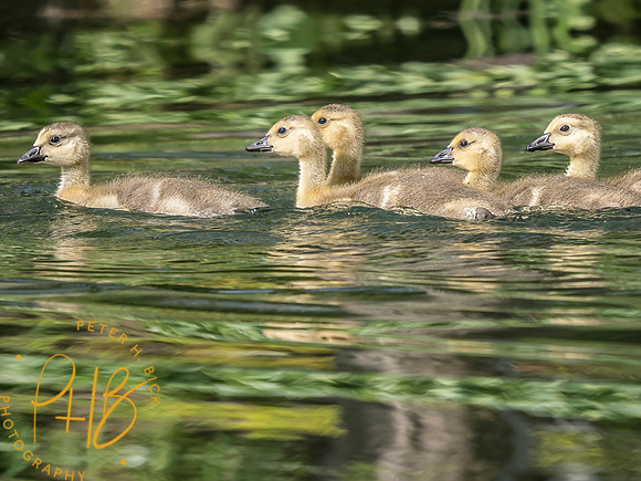Indiana Birds and Wildlife 2025 6188-Edit