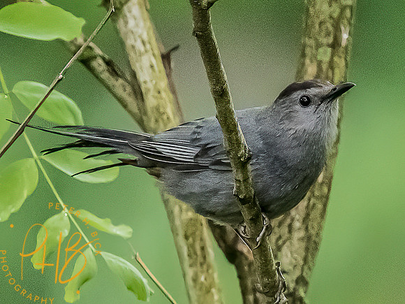 -Indiana Birds and Wildlife 2022 5071-Edit-Edit