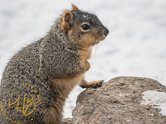 Indiana Birds and Wildlife 2025 2191-Edit
