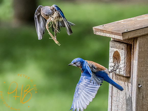 -Indiana Birds and Wildlife 2022 4946-Edit-Edit