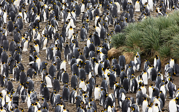 Antarctica 2-06 1672p8x10