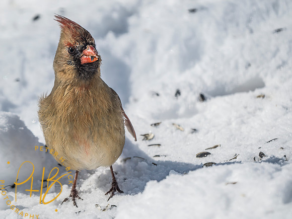 Indiana Birds and Wildlife 2025 2140-Edit
