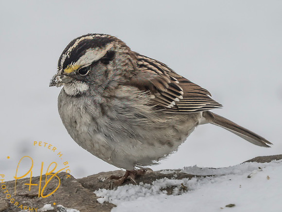 Indiana Birds and Wildlife 2025 2298-Edit