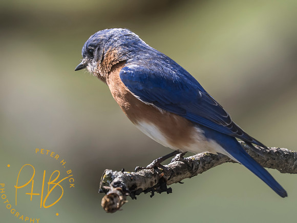 Indiana Birds and Wildlife 2025 4030-Edit