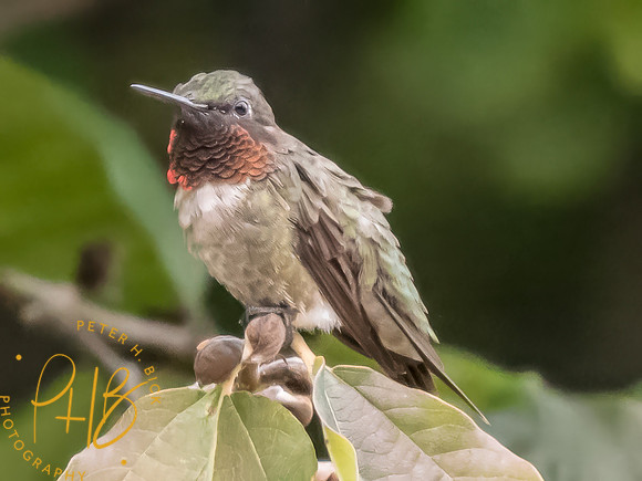 Indiana Birds and Wildlife 2025 9100-Edit