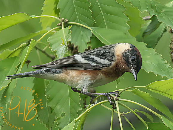 Indiana Birds and Wildlife 2025 6408-Edit-Edit