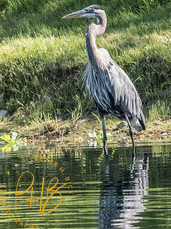 Indiana Birds and Wildlife 2025 9768-Edit